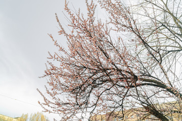 цветущие абрикосы,  flowering apricots