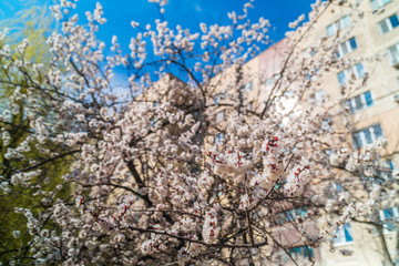 цветущие абрикосы,  flowering apricots
