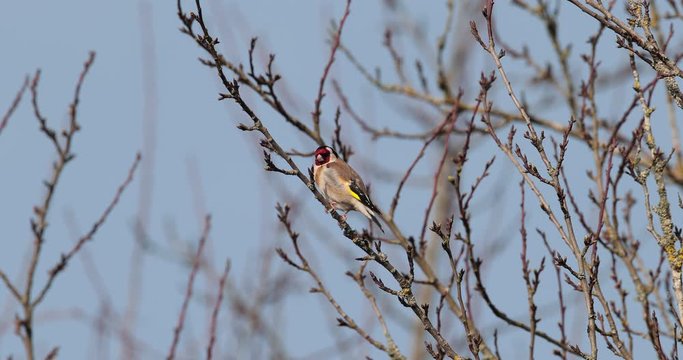 chardonneret &eacute;l&eacute;gant sur une branche