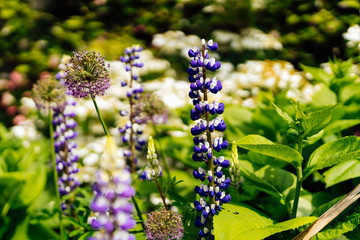 White and blue tall Lupine or Lupinus flowers during spring blossom with selective focus and...