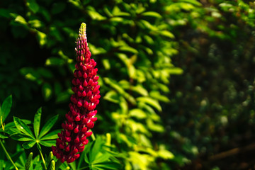 Tall red Lupine or Lupinus flower during spring blossom with selective focus and green blurred background