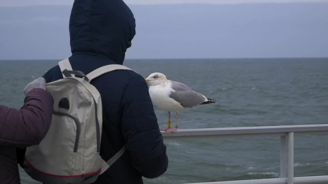 Seagull watches people packing a backpack from a Railing By Water
