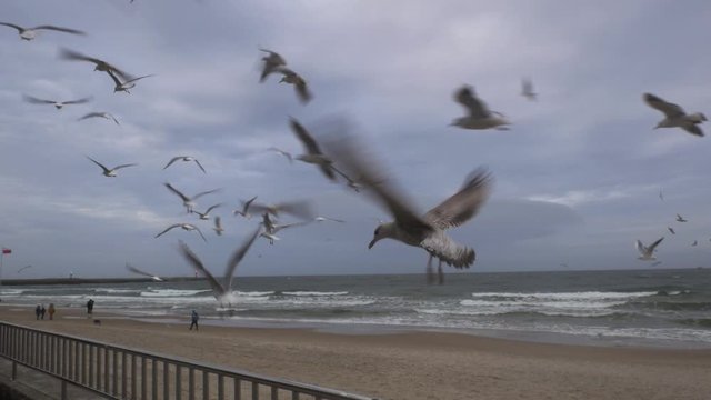 Seagulls flying over promenade in kolobrzeg in poland during winter.