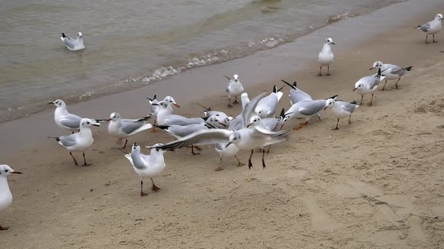 Flock of Seagulls on sandy beach; slow motion shot.