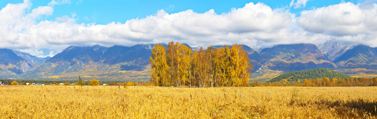 Panoramic view of the foothill Tunka Valley and the East Sayan Mountains on sunny autumn day. Beautiful calm landscape with a field of ripe oats and yellow birches. Buryatia, Baikal region