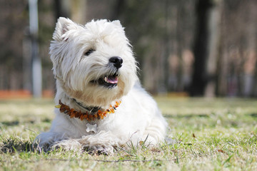 White west terrier dog in city park.