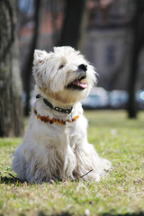 White west terrier dog in city park.