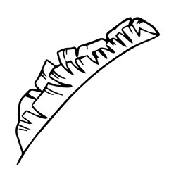 Single hand drawn exotic tropical leaf. In doodle style, black outline isolated on a white background. Cute element for cards, posters, social media banners, stickers. Vector illustration.