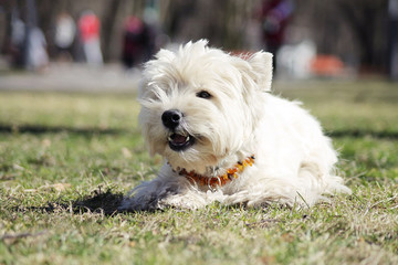 White west terrier dog in city park.