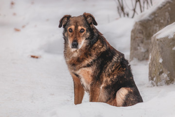 красивые собаки, beautiful dogs