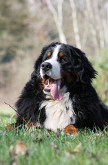 Bernese mountain dog male outside posing.	