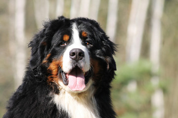 Bernese mountain dog male outside posing. 