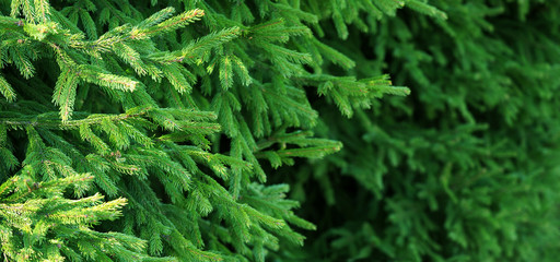 Green spruce branches background, spruce planting, panoramic view