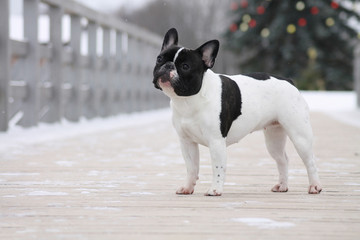 French bulldog in the city park posing. French bulldog at the winter park.