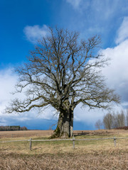 big oak landscape, stubble in the foreground, a blue sky with clouds
