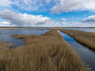 view from tower to bog lake, many reeds
