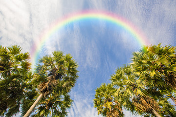 Palm tree and blue sky with rainbow