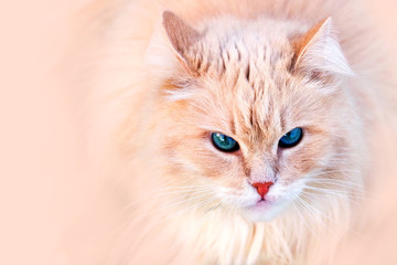 Naklejka na ściany i meble Peach fluffy cat looks at the camera. Persian cat with blue eyes, copy space
