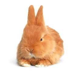 Adorable fluffy Easter bunny on white background