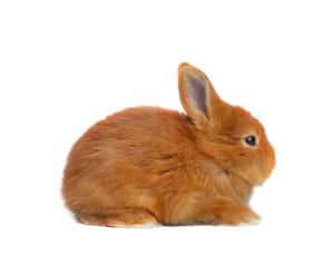 Adorable fluffy Easter bunny on white background