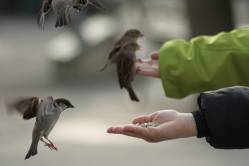 Spatz in der Hand