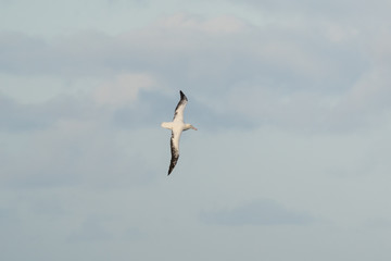 Fototapeta premium Albatross flying