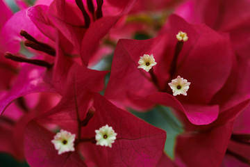 Close-up view of red bougainvillea flower and white pollen