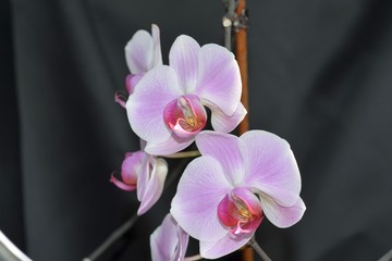 Pink and lilac orchid flowers.