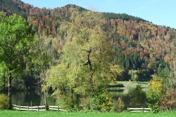 Fototapeta na wymiar Schöne Bäume im Herbst am Schliersee