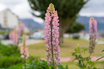 Lupine flowers bloom in a city park in Ushuaia, Argentina