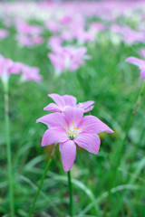 Rain lily flower