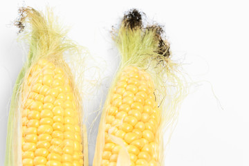 two corn on the cob. Farm Fresh Sweet Corn Partially Husked. closeup detail of fresh corn. Food production and vegetable growing Concept -- Post card with head Fresh Sweet Corn close-up. 