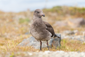 Juvenile Dolphin Gull in Ushuaia, Argentina