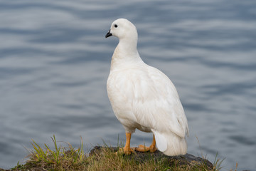 Kelp Goose in Ushuaia, Argentina