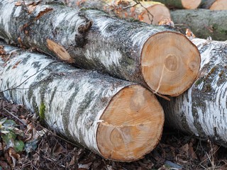 Lagerplatz - gerodete Birken trocknen im Wald	