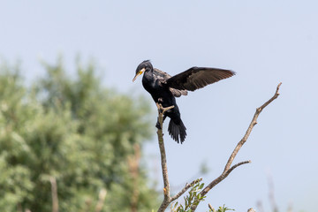 Kormoran
