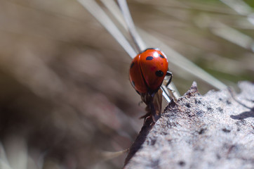 ladybug on the grass in springtime