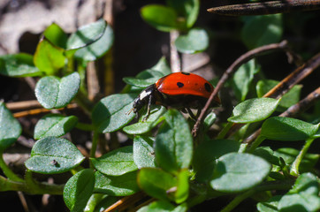 ladybug on the grass in springtime