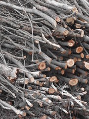 Brennholz - Wärmeenergie für den nächsten Winter	