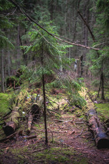 Coniferous forest, fallen old trees covered with moss and various vegetation