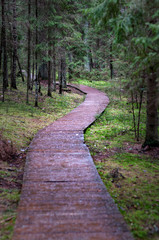 Wooden walkway in a dark coniferous forest on a spring day