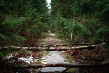 Forest road on a spring cloudy day, fallen trees on the path and dense green spruce