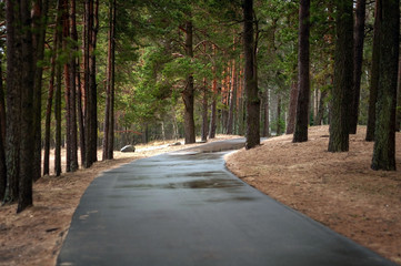 Smooth asphalt road in a clear bright pine forest, sandy shore of the Gulf of Finland on a cloudy spring day