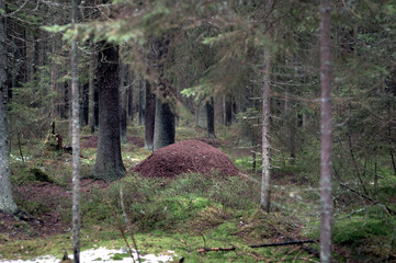 Large anthill in the forest, dark spruce and moss-covered land