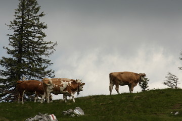 Kühe