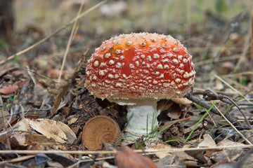 Setas y Hongos en el bosque