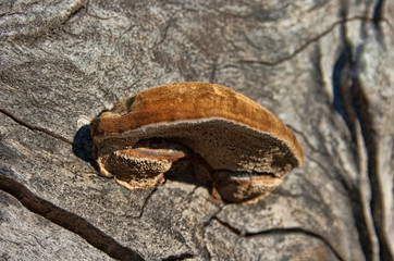 Setas y Hongos en el bosque