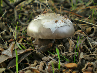 Setas y Hongos en el bosque
