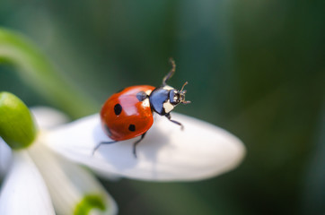 ladybug sitting on a snowdrop