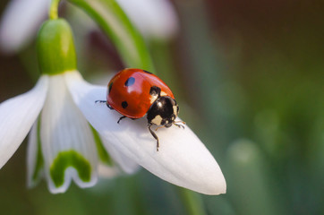 ladybug sitting on a snowdrop